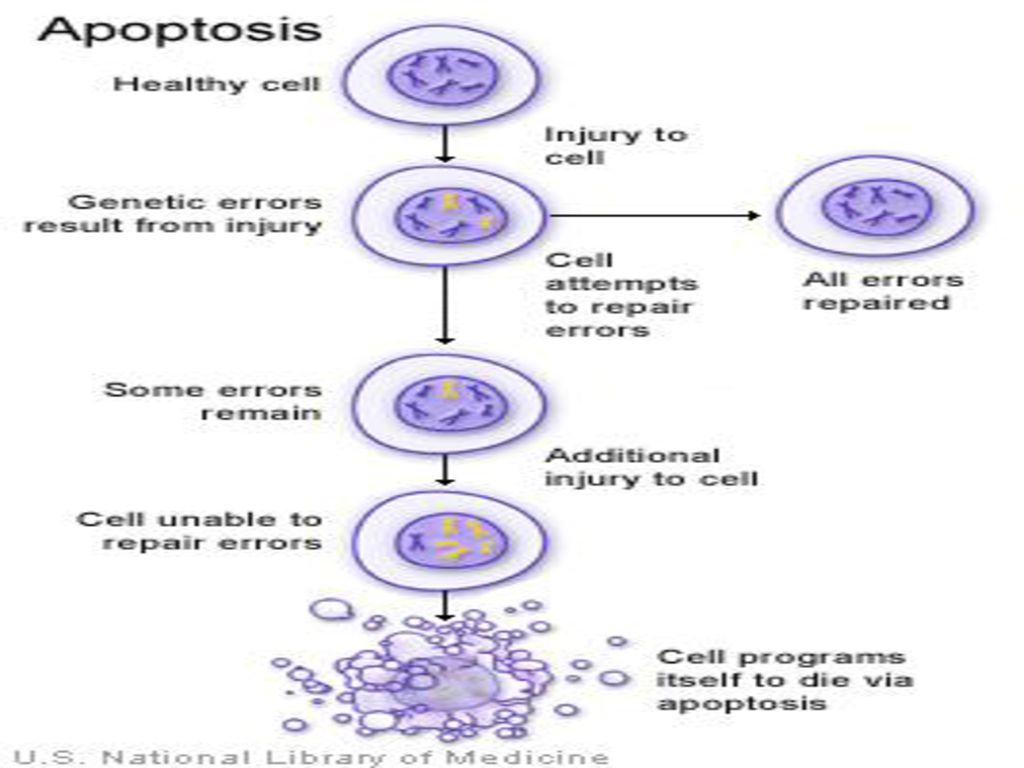 Размножение клетки жизненный цикл. Selene ~apoptosis~. Selene apoptosis достижения. Selene ~apoptosis~ картинки. Selene ~apoptosis~ сцены.