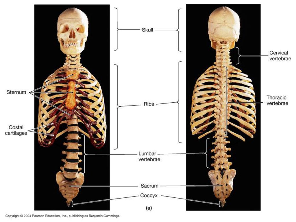 Скелет участвует в обмене. Осевой скелет. Скелет человека легкие. Осевой и добавочный скелет.