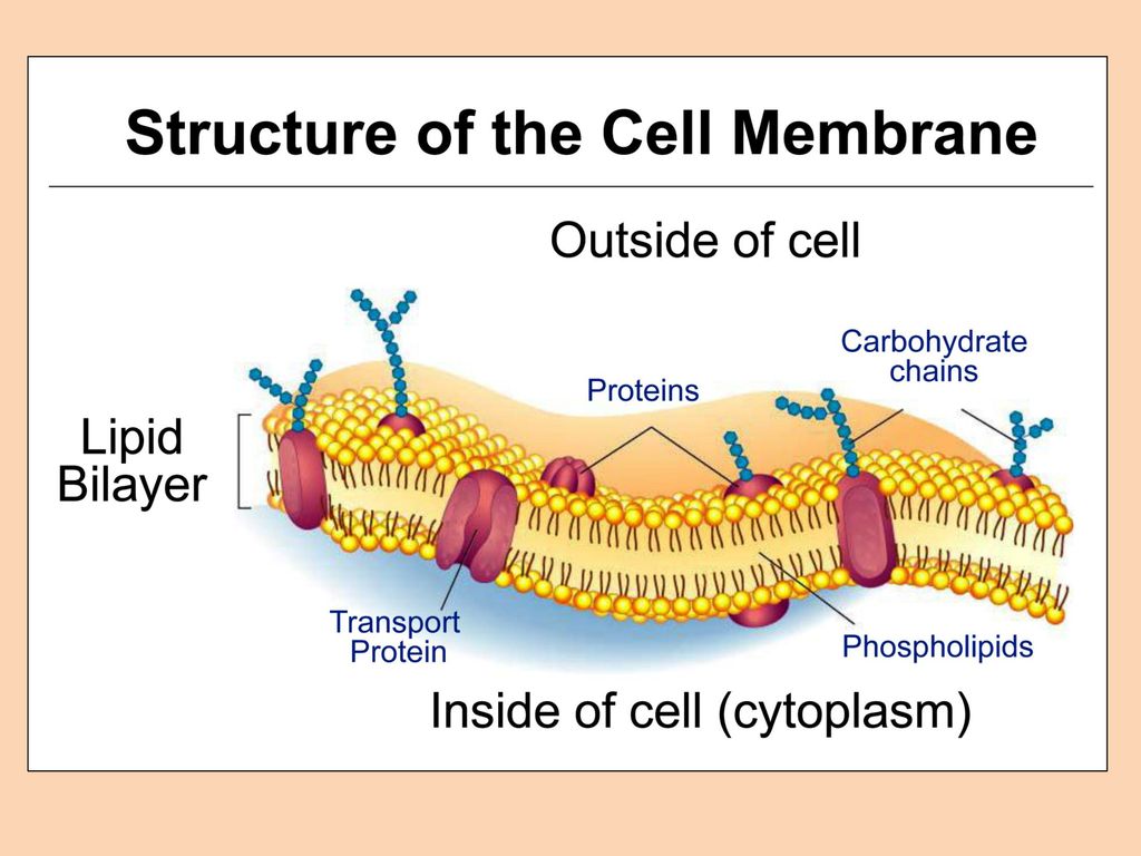 Chapter 4 Cell Structure and Function - ppt download