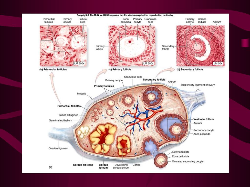 Яичник на латыни. Эндокринные клетки яичника. Внутрисекреторная часть яичника. Яичник эндокринная железа. Функции яичника.