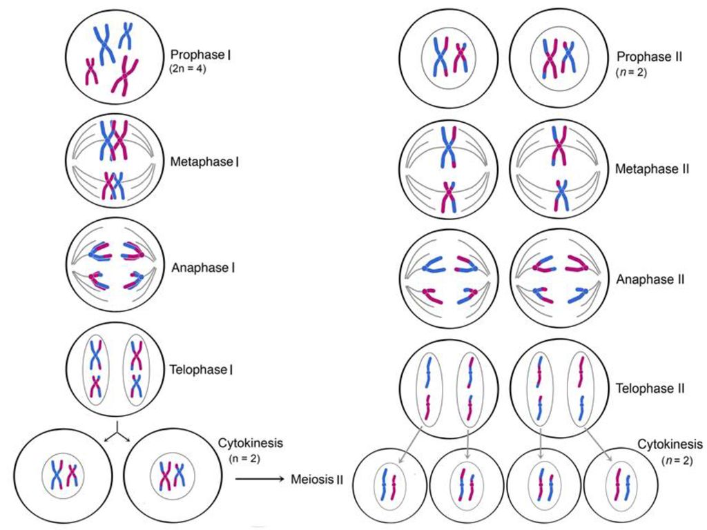 Гаплоидная клетка с двухроматидными хромосомами. Фазы мейоза 1. Профаза митоза и мейоза. Фазы митоза и мейоза. Мейоз 2 фазы.