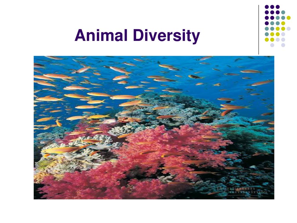 Animal Diversity. - ppt download