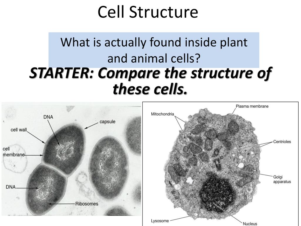 What is actually found inside plant and animal cells? - ppt download
