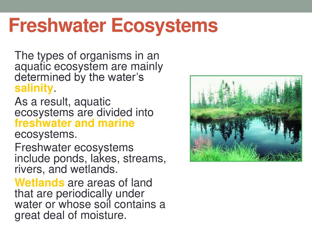 Freshwater Ecosystems - ppt download