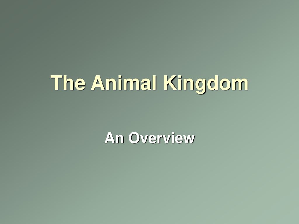 The Animal Kingdom An Overview. - ppt download