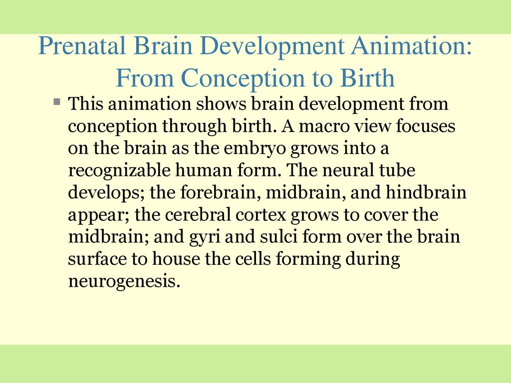 Prenatal Brain Development Animation: From Conception to Birth - ppt  download