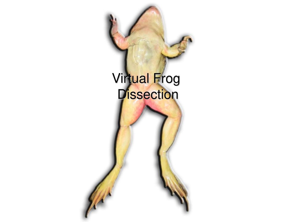 virtual frog dissection games