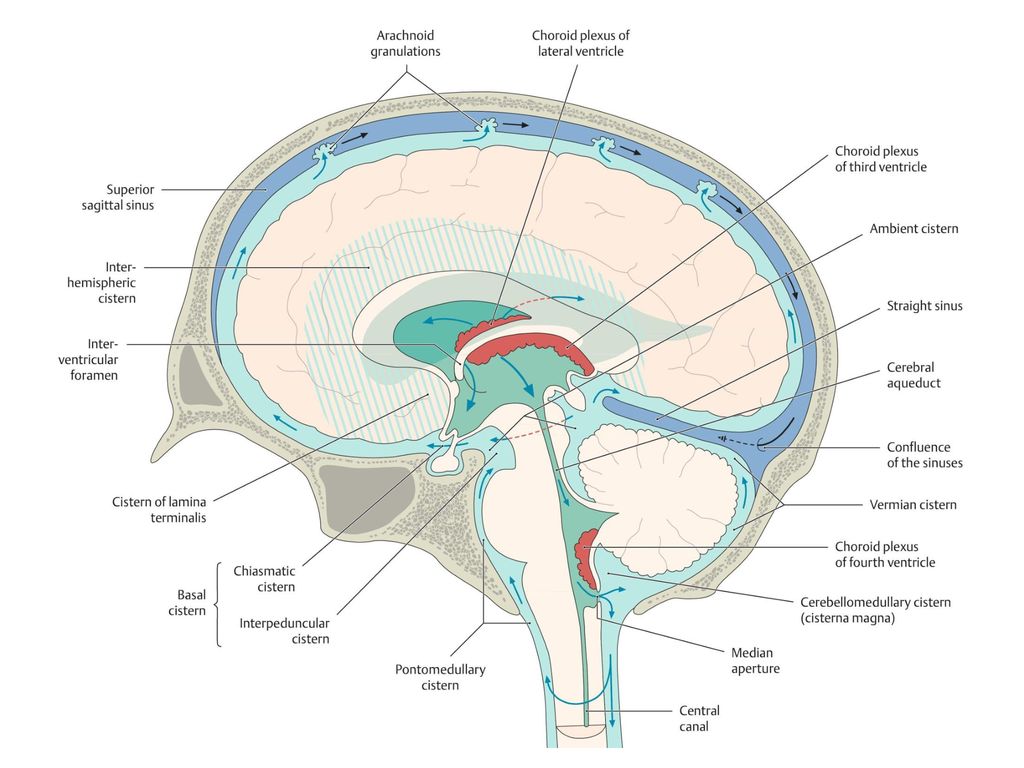 Сосудистая оболочка мозга. Сосудистая оболочка головного мозга анатомия. Мозговые оболочки головного мозга топографическая анатомия. Мягкая оболочка головного мозга анатомия. Цистерны паутинной оболочки головного мозга.