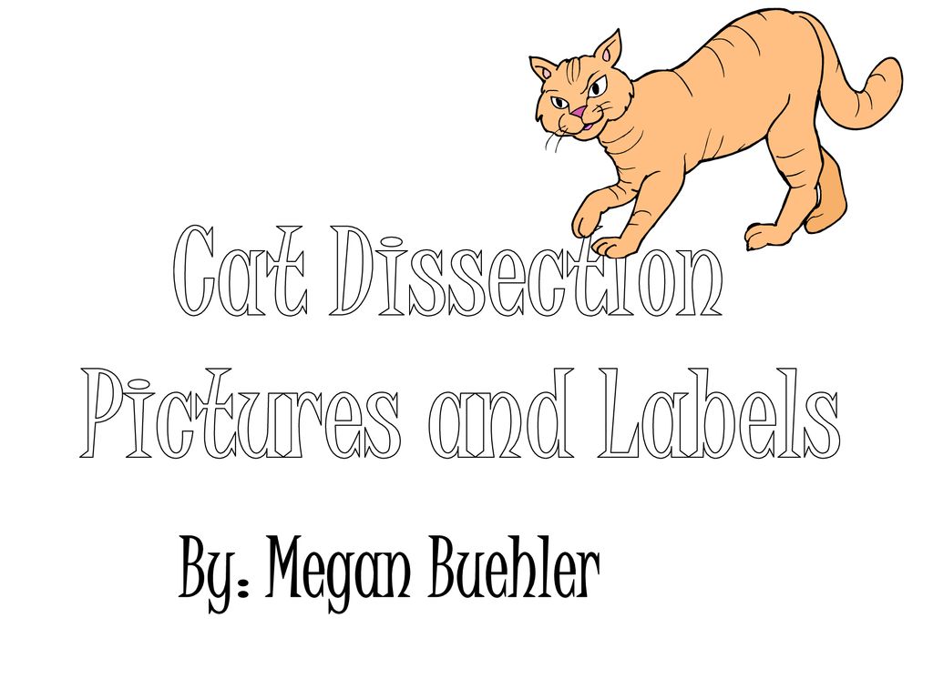 Cat dissection pictures with labels