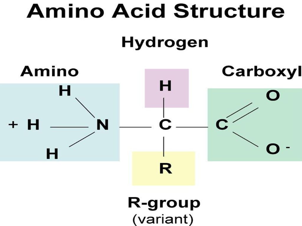 Biochemistry L. - ppt download