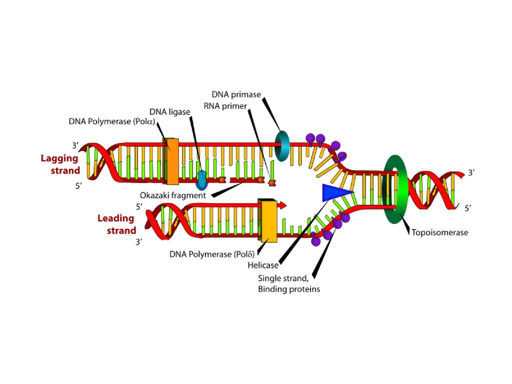 3 этапа репликации. Схема репликации ДНК. 3) Репликация ДНК. Репликация биология схема. Репликация удвоение ДНК.