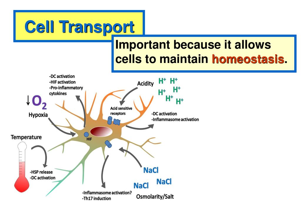 why is maintaining homeostasis important