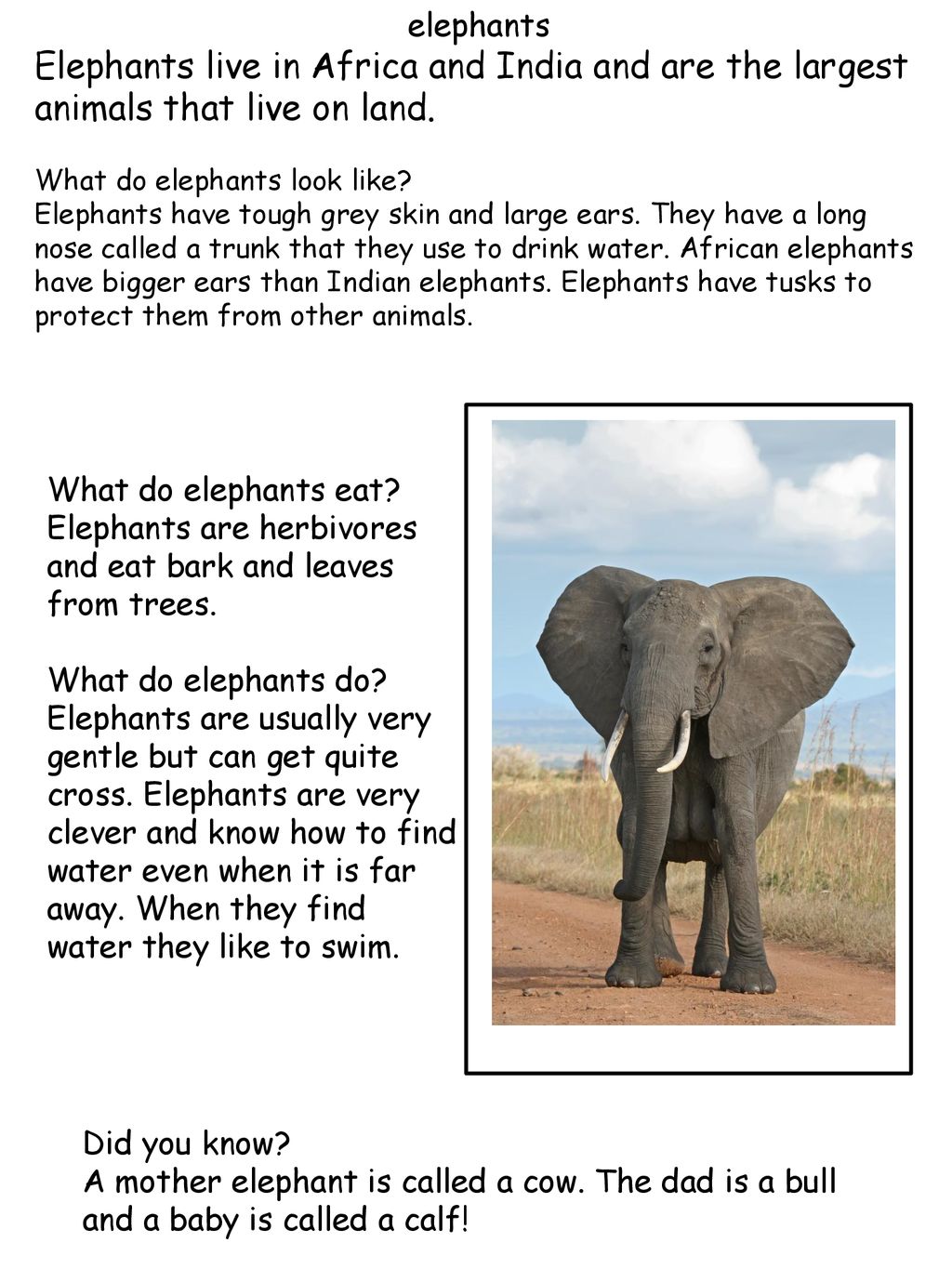 Elephant перевести. African Elephants Live in the. Elephants on Holiday английский 4 класс. Like an Elephant. Elephant on Holiday текст.