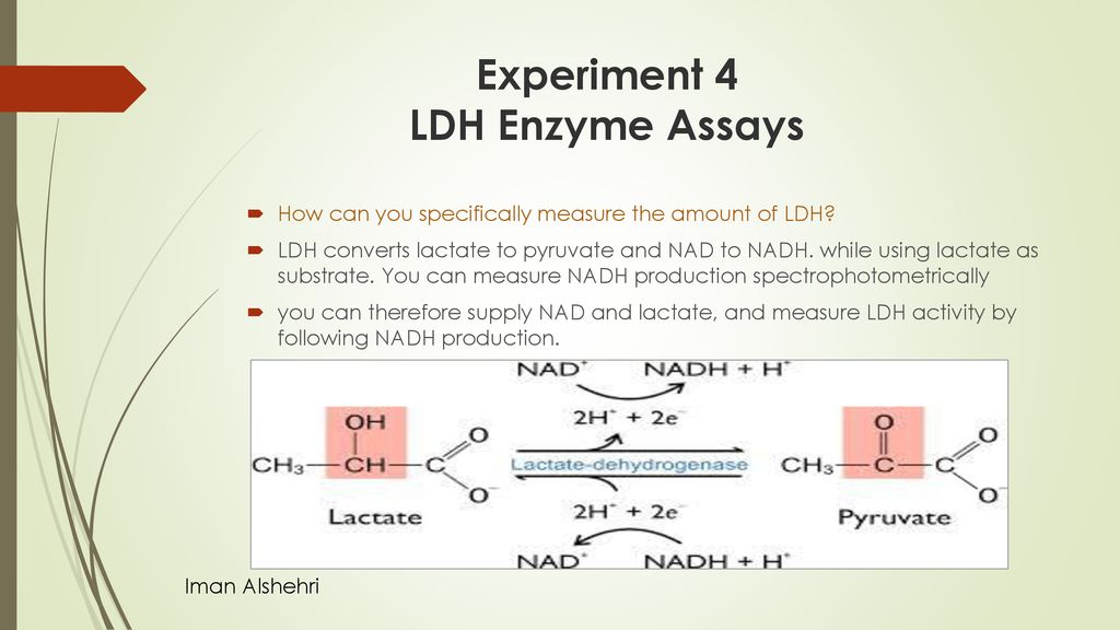 Experiment 4 LDH Enzyme Assays - ppt download