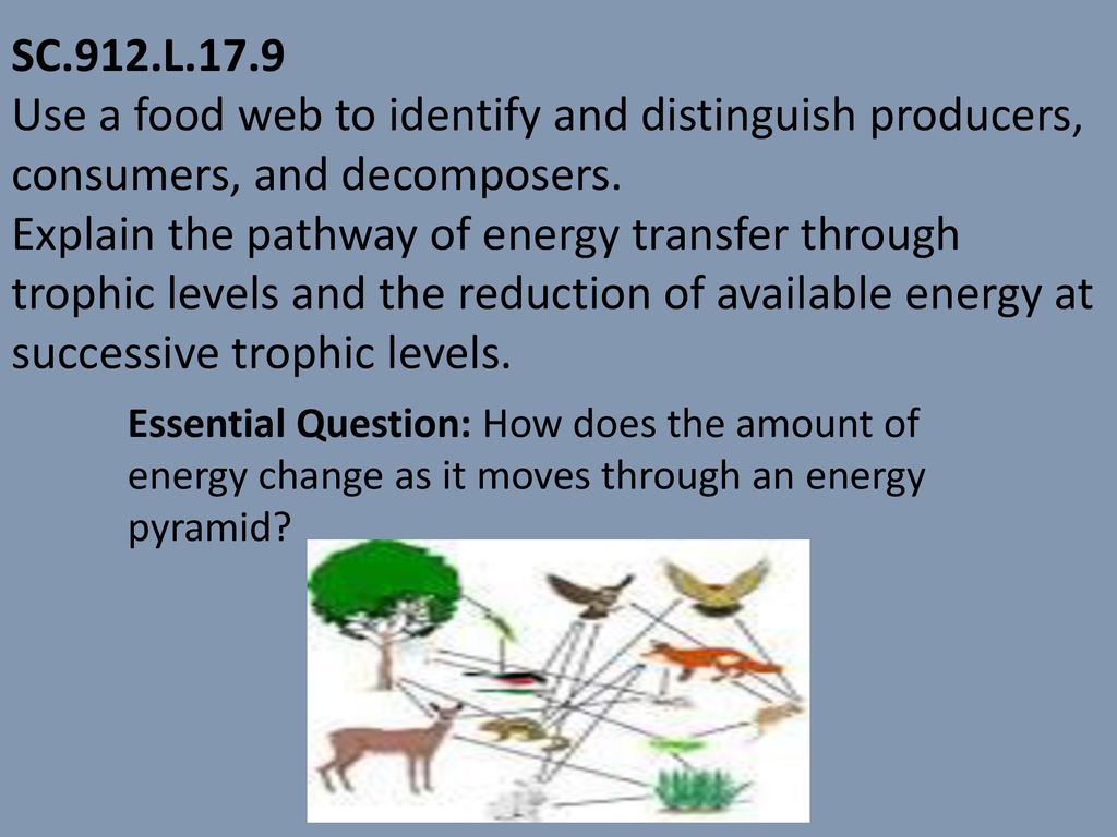 Food Chain Pyramid Decomposers Biology Diagrams