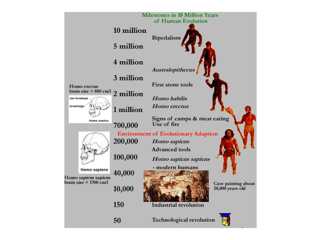 Human topic. Антропогенез. Evolutionary Stages of Human Development. Human Эволюция. Stages of Human Evolution.