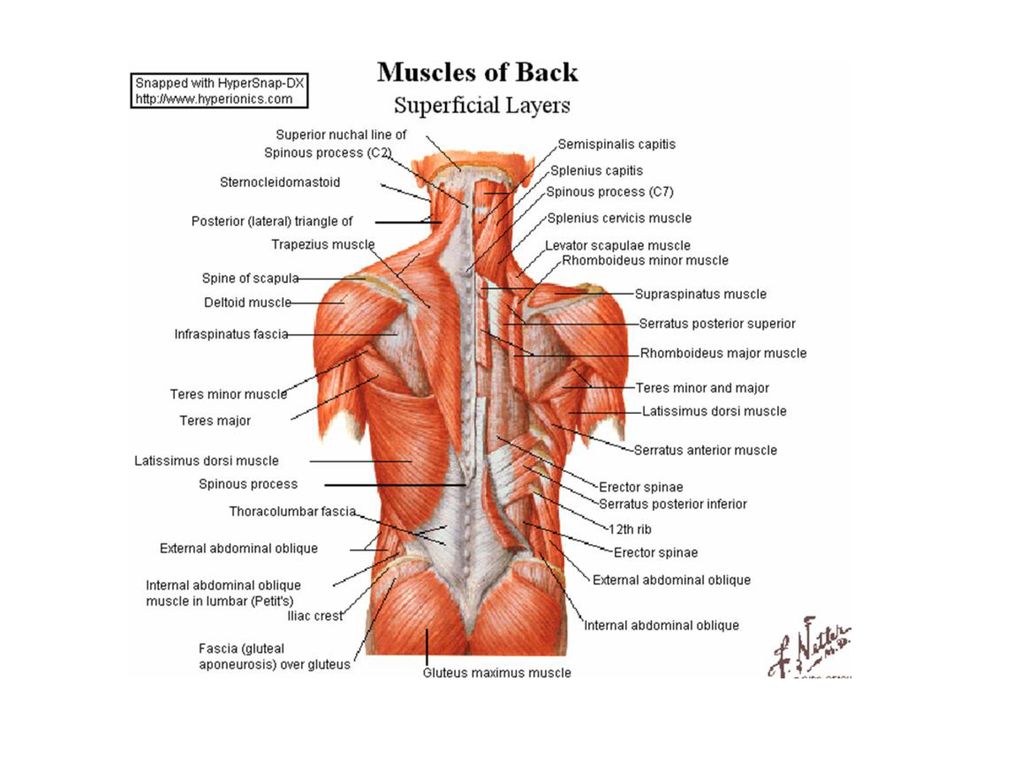 Musculus Latissimus Dorsi анатомия