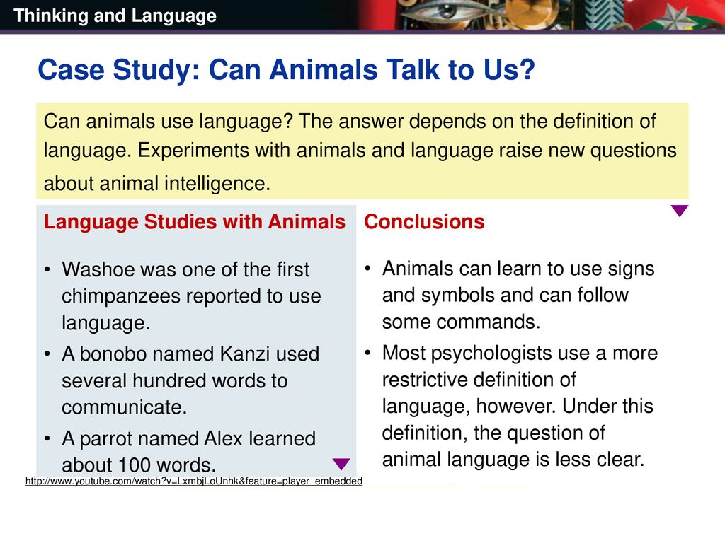 Case Study: Can Animals Talk to Us? - ppt download