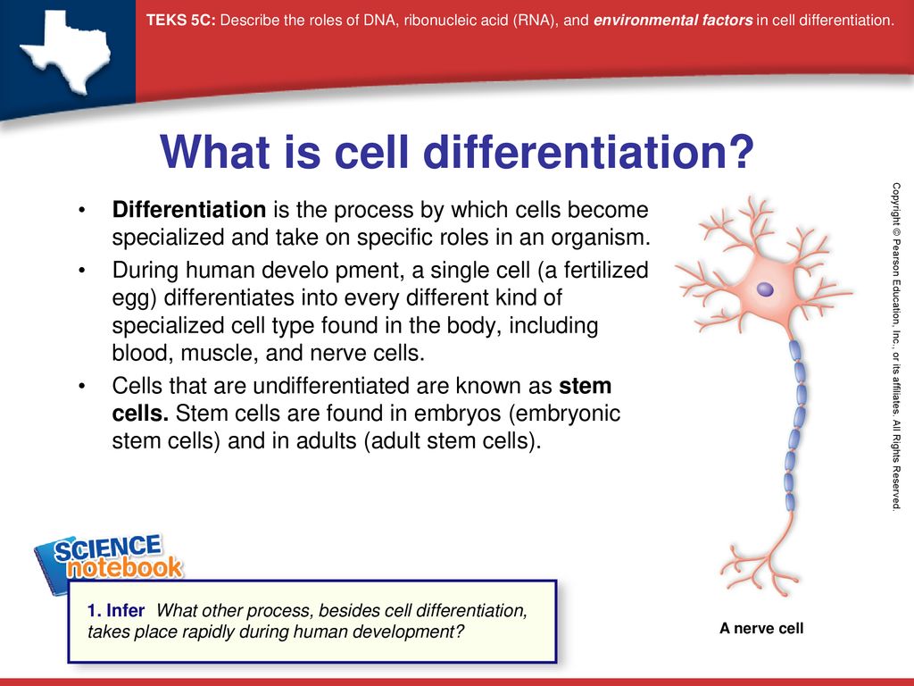 What is cell differentiation? - ppt download