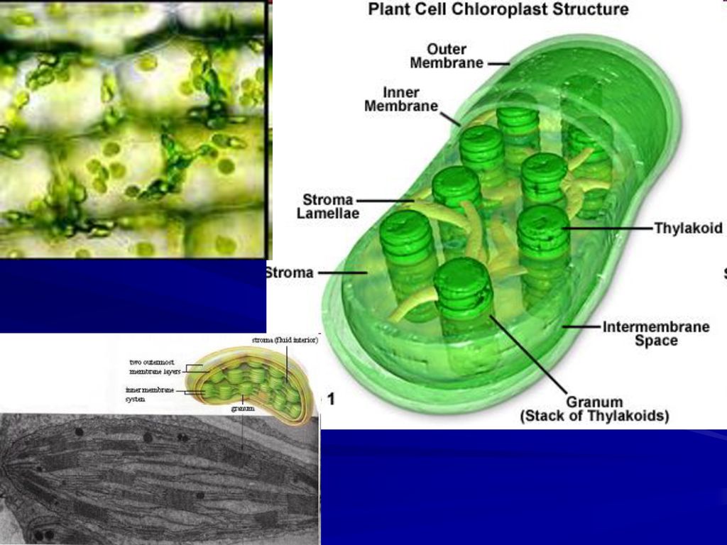 الخلية تركيب يوجد فقط في النباتية تركيب يوجد