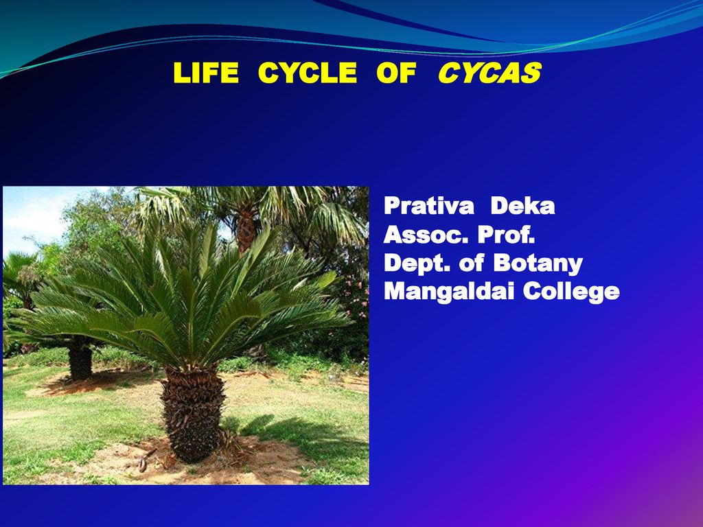 LIFE CYCLE OF CYCAS Prativa Deka Assoc. Prof. Dept. of Botany - ppt download