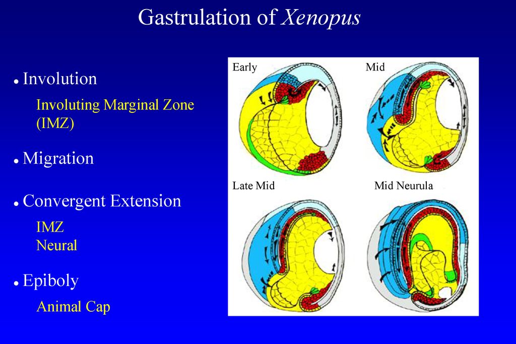 Gastrulation and Neurulation Movements In Xenopus laevis - ppt download