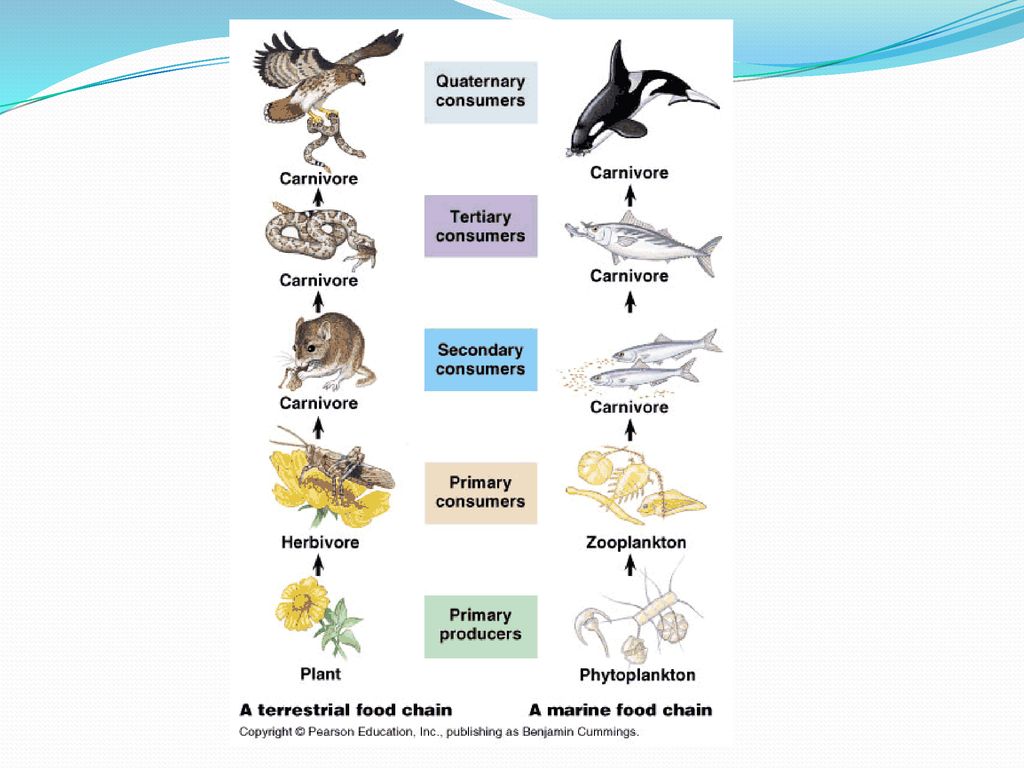 Energy Flow and Food Webs Biology Diagrams