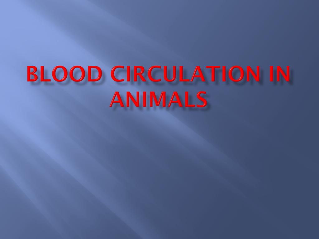 Blood Circulation in Animals - ppt download