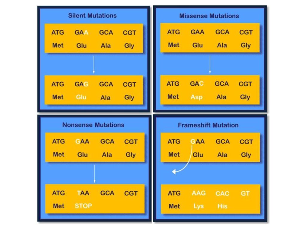 13 3 Mutations Sc 912 L 16 4 Explain How Mutations In Dna Sequence May Or May Not Result In Phenotypic Change Explain How Mutations In Gametes May Result Ppt Download