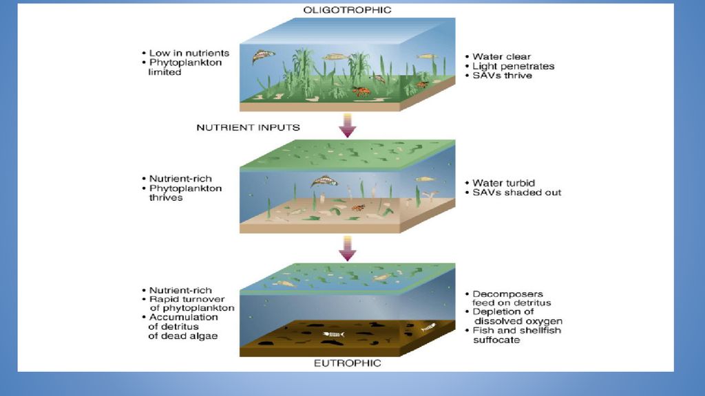 Water Pollution Types Pathogens/Sewage Organic Wastes Biology Diagrams