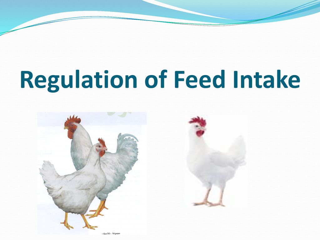 Regulation of Feed Intake - ppt download