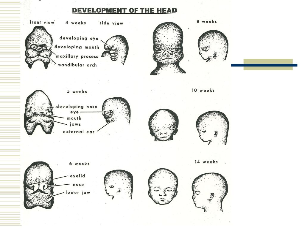 Prenatal Terms Belly People Embryo weeks 3 8 Ppt Download prenatal-terms-belly-people-embryo-weeks-3-8-ppt-download