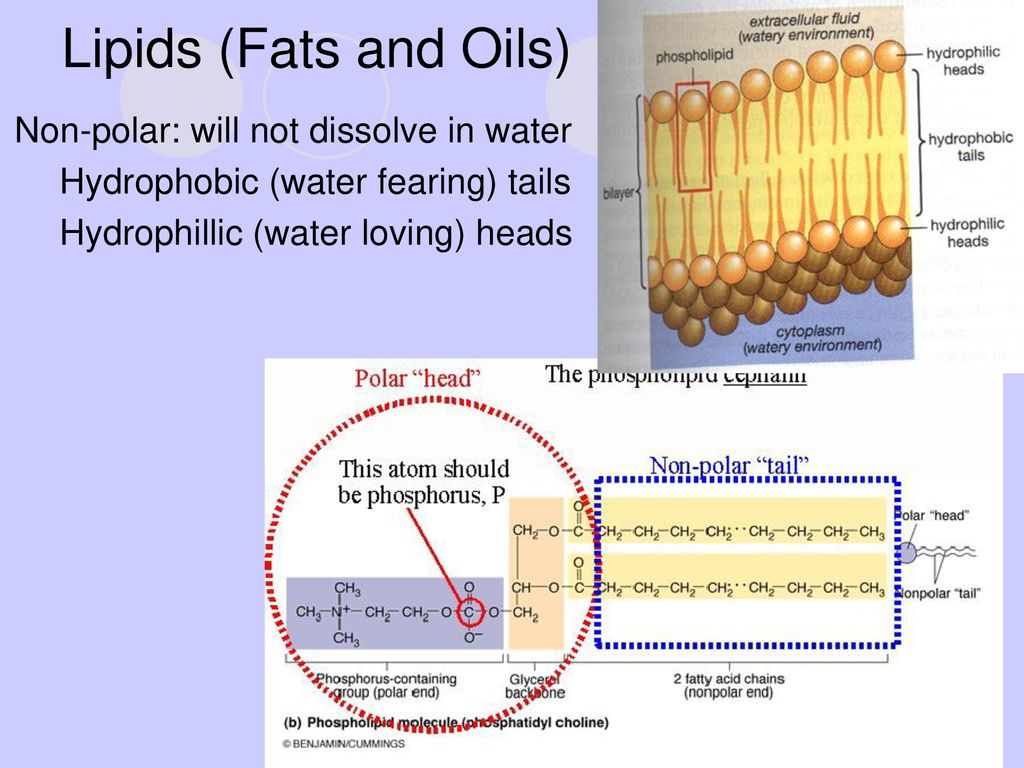 Lipids (Fats and Oils) Non-polar: will not dissolve in water - ppt download
