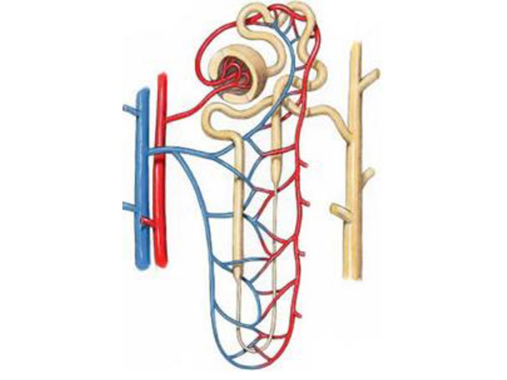 1 нефрон. Строение нефрона 3д. Нефрон без подписей. Строение нефрона без подписей. Строение нефрона Колесов.