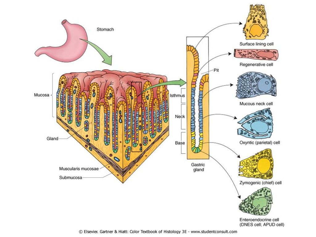 Клетки слизистой желудка вырабатывают. Клетки слизистой оболочки желудка синтезирующие муцин. Главные клетки желудка. Слизистые клетки желудка. Главные и париетальные клетки желудка.