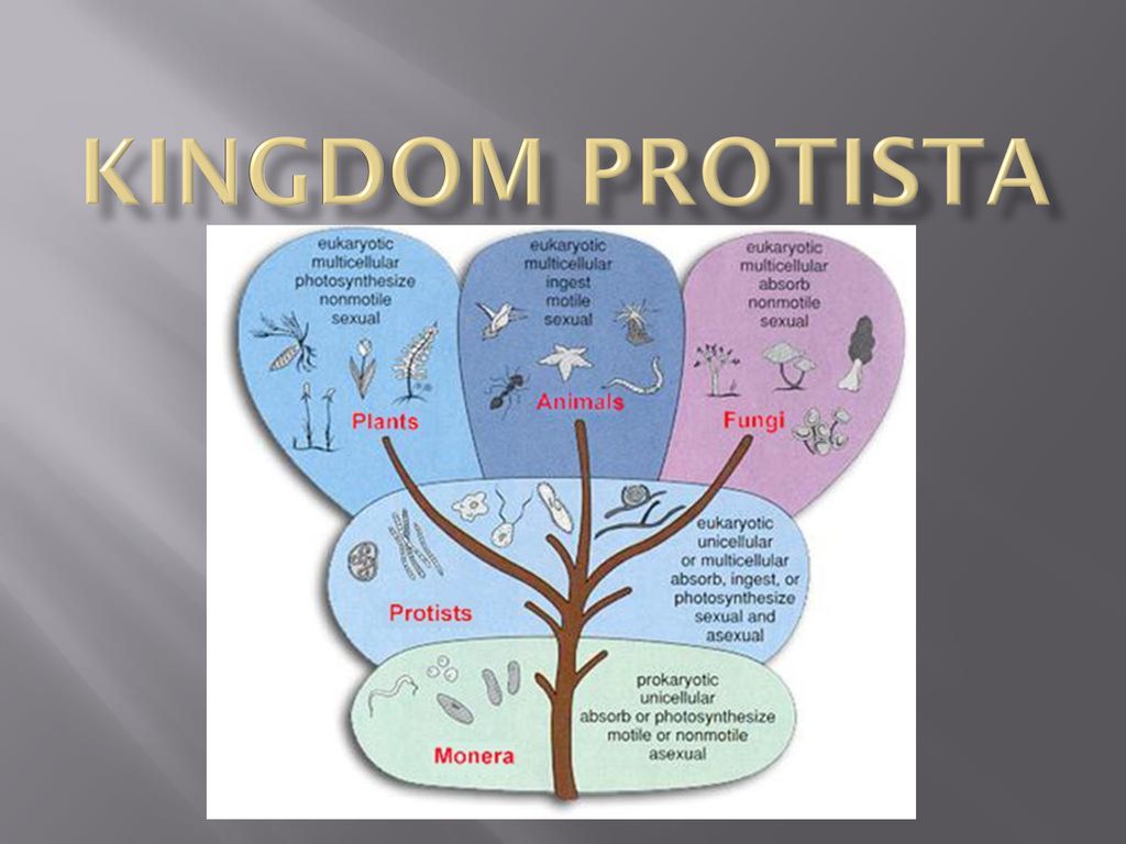 Kingdom Protista Concept Map