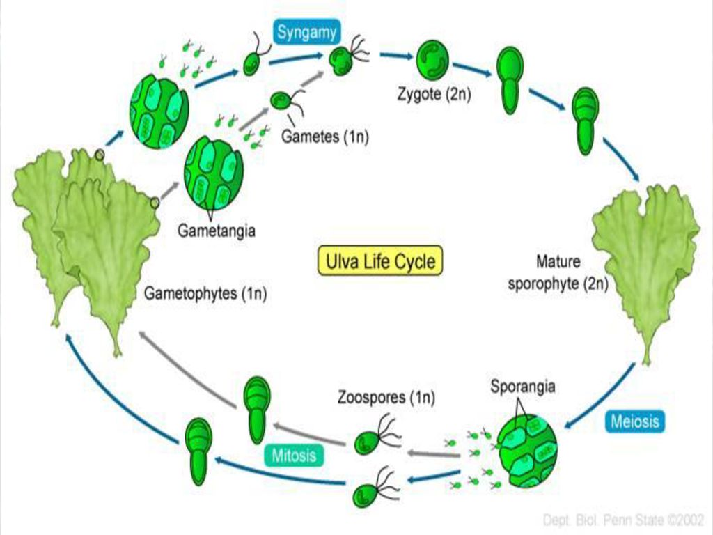 Чем представлен гаметофит и спорофит у водорослей. Ульва цикл развития. Жизненный цикл водорослей Ульва. Жизненный цикл водоросли ульвы схема. Клетка ульвы.