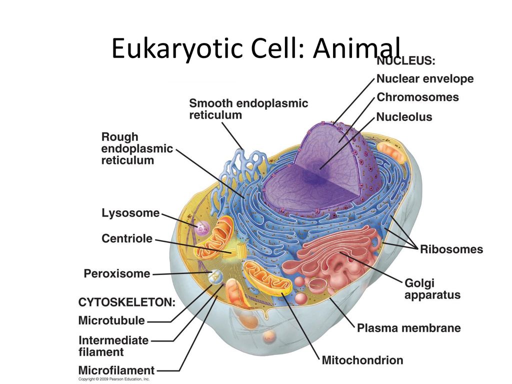 Eukaryotic Cell: Animal - ppt download