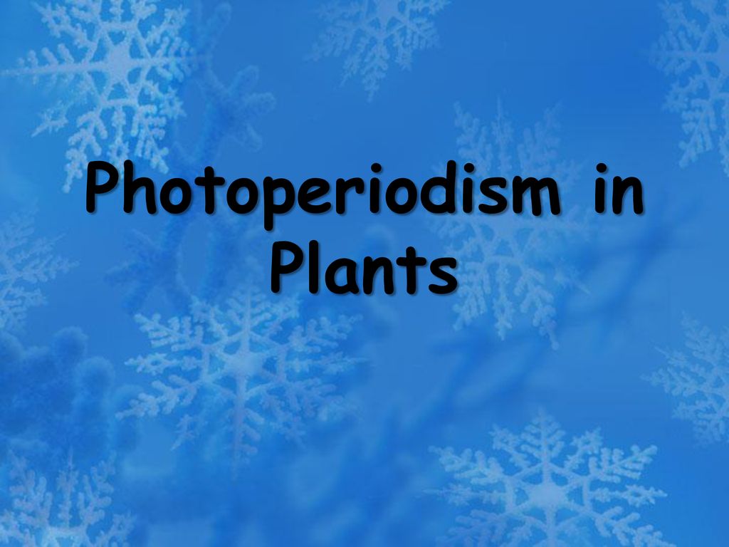 Photoperiodism in Plants - ppt download