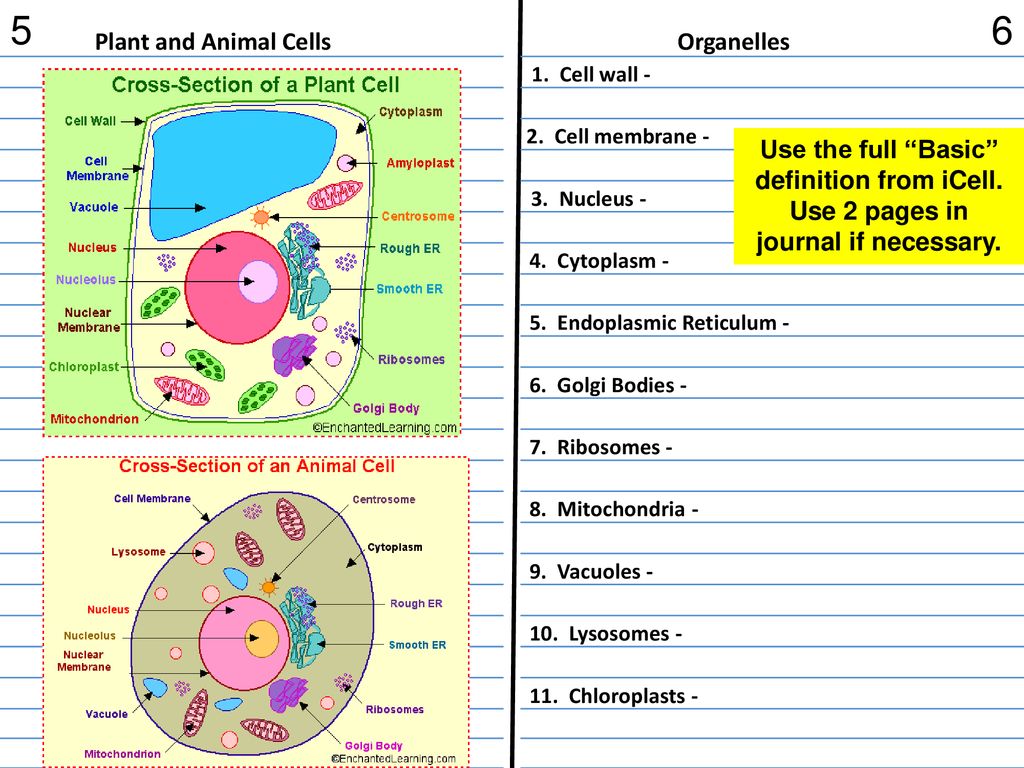 5 6 Plant and Animal Cells Organelles - ppt download