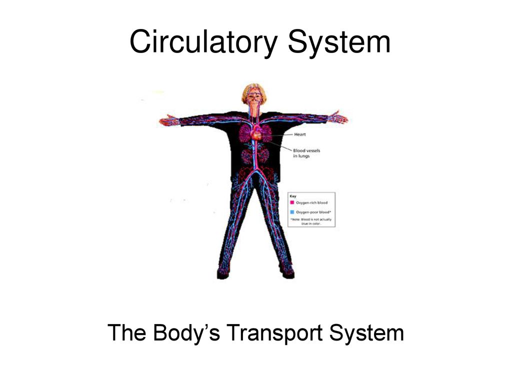 The Body's Transport System - ppt download