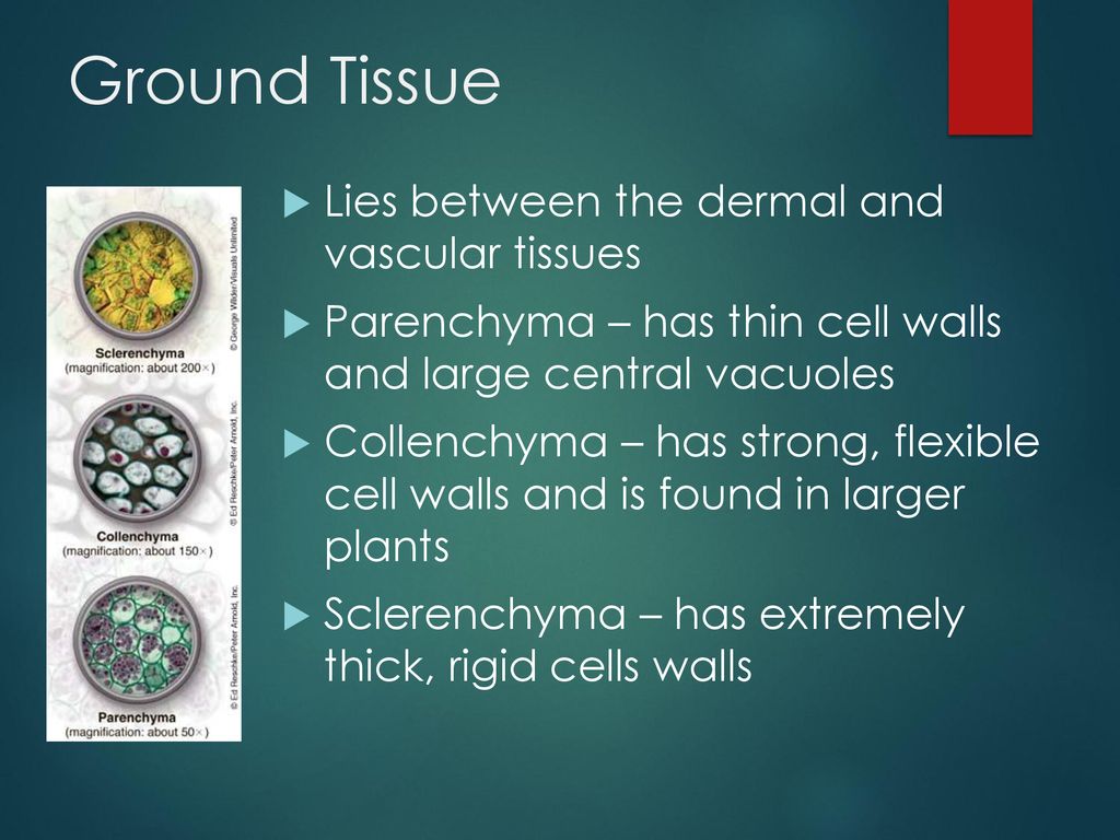 Ground Tissue Lies between the dermal and vascular tissues - ppt download