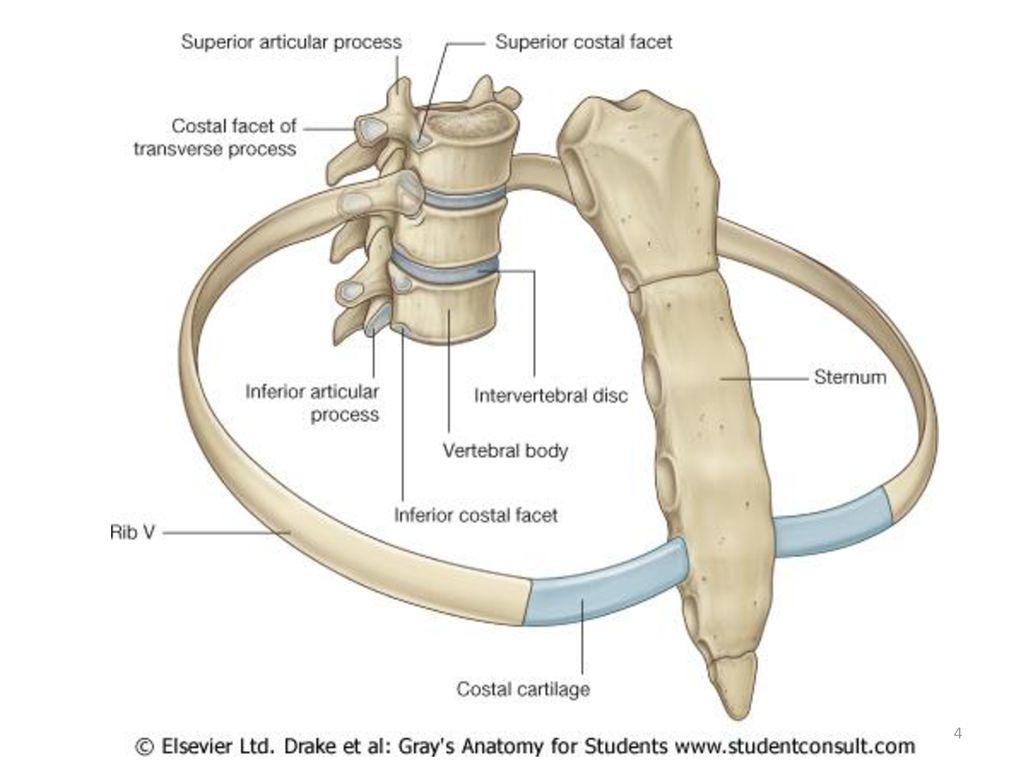 Ребро тип соединения. Реберно грудинное сочленение анатомия. Реберно-позвоночные суставы. Суставы ребер. Соединение ребер с позвонками.