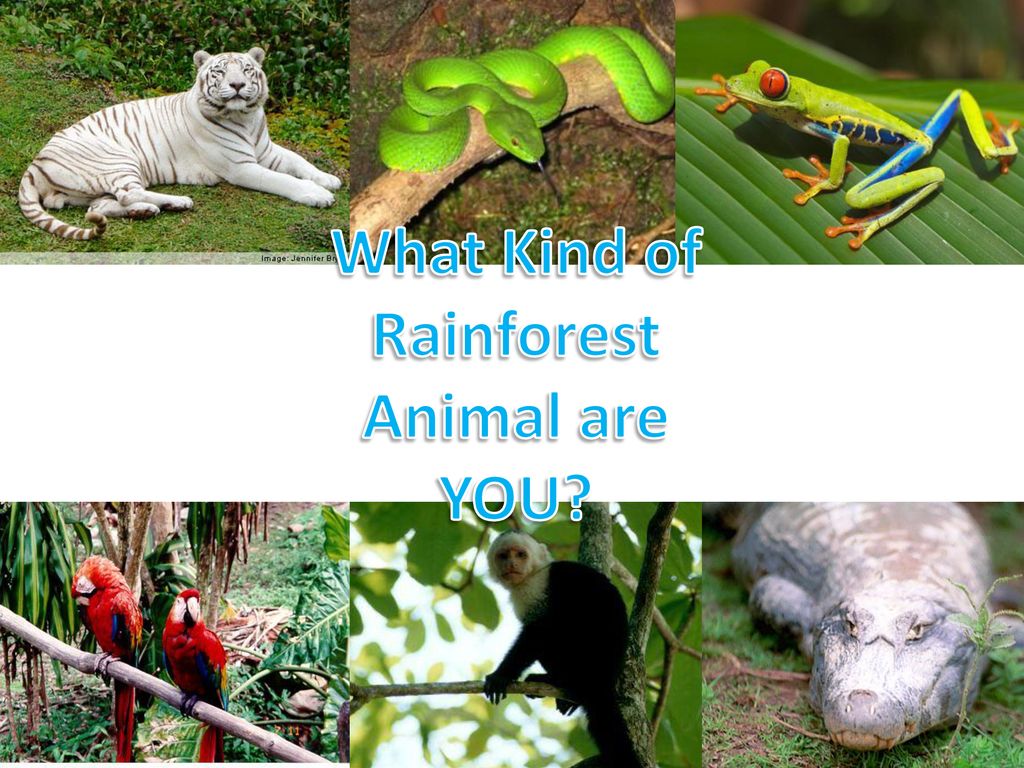What Kind of Rainforest Animal are YOU? - ppt download