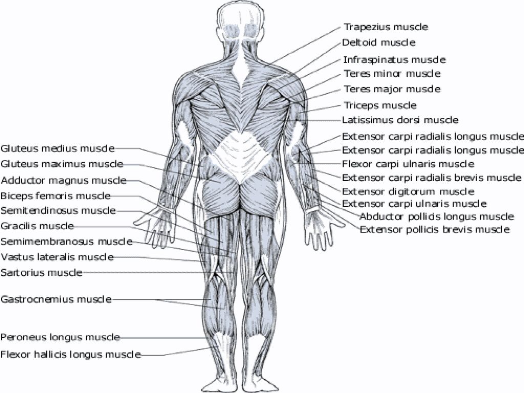 Key Muscle Groups. Biology Diagrams