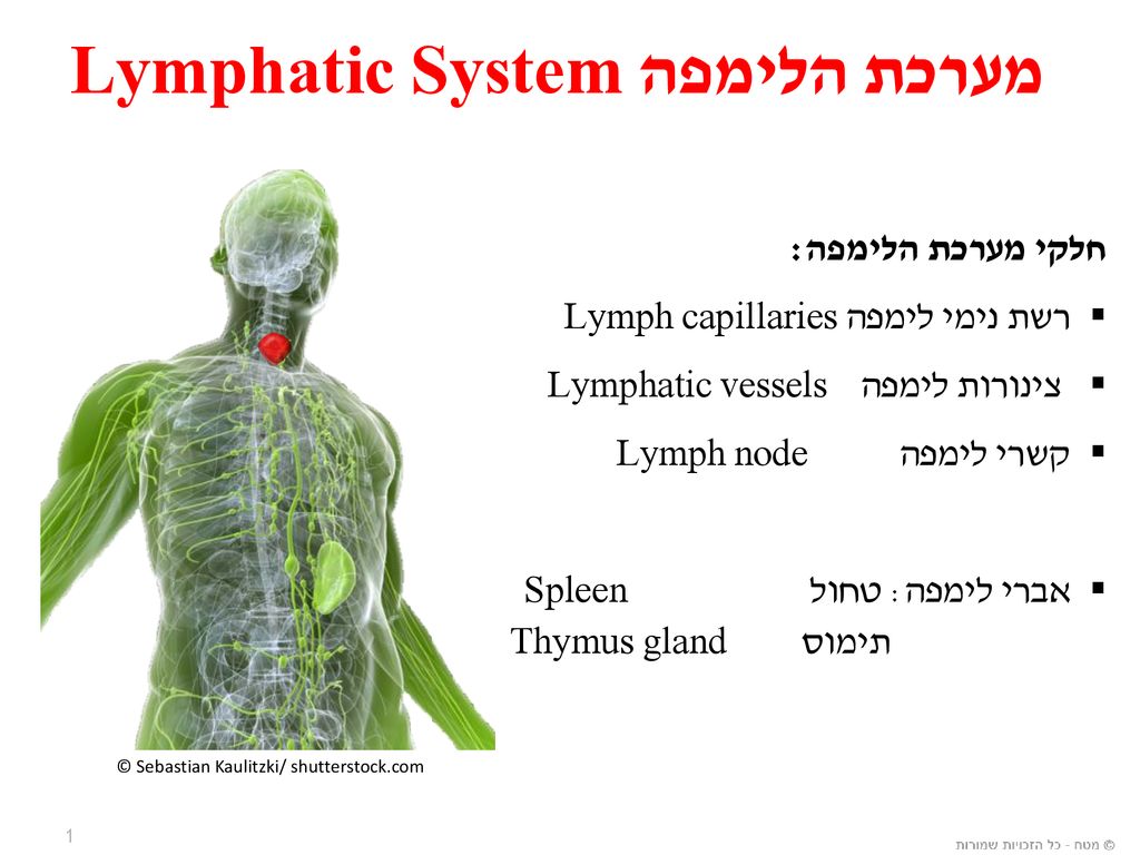 Lymphatic Systemמערכת הלימפה - ppt download