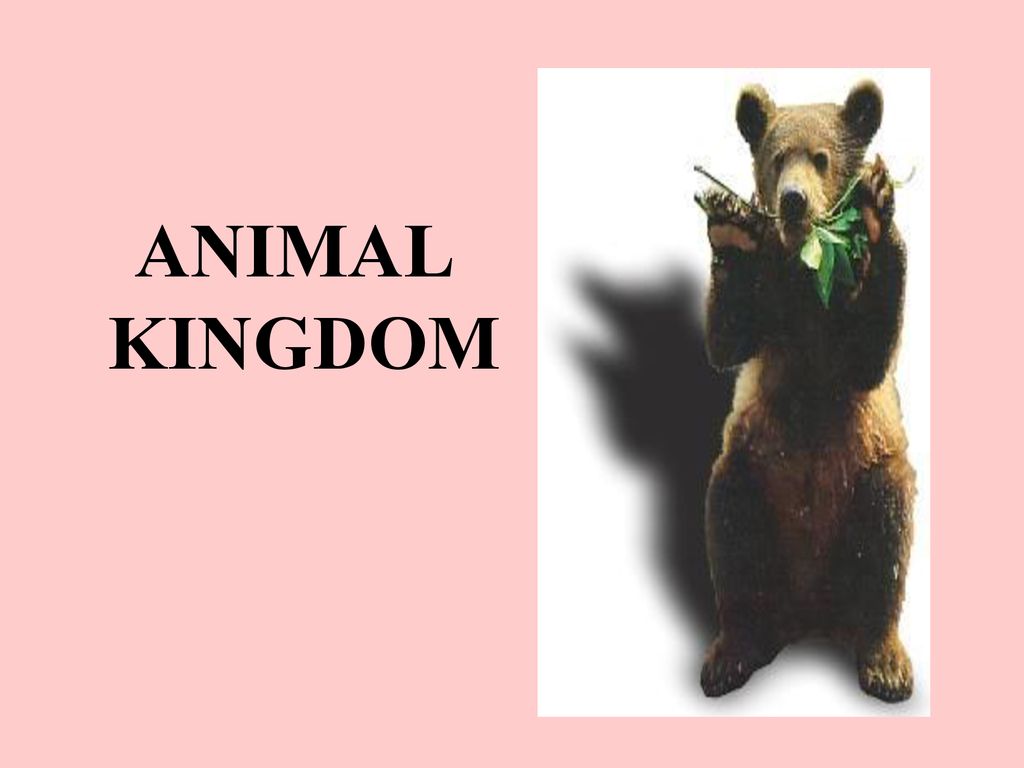 ANIMAL KINGDOM. - ppt download