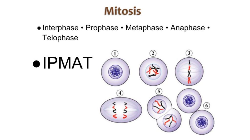 ppt download Biology Diagrams
