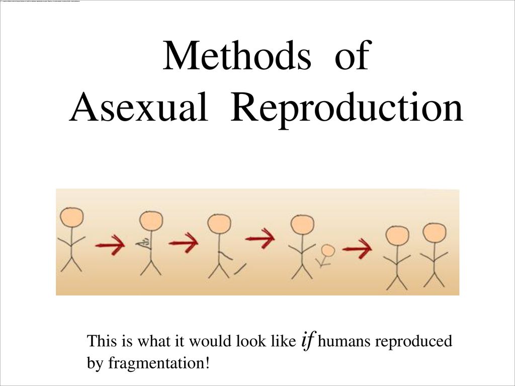Methods of Asexual Reproduction - ppt download