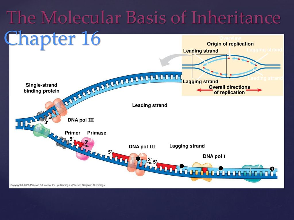 Single-strand binding protein Overall directions of replication - ppt  download